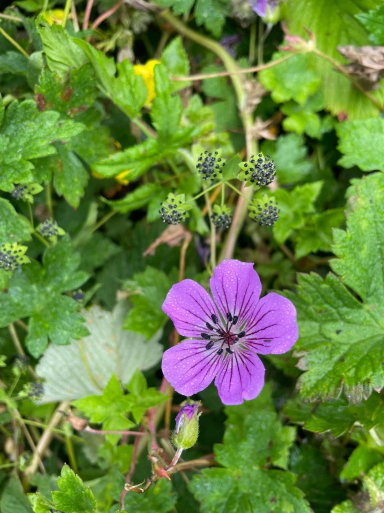 valley of flower trek in chamoli district uttarakhand